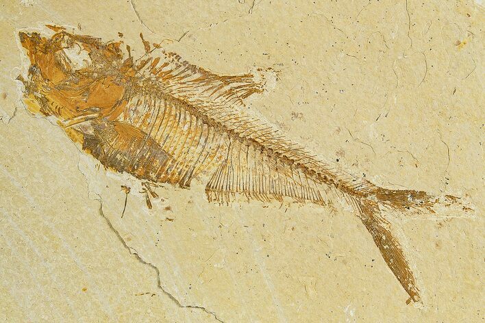 Fossil Fish (Diplomystus) - Wyoming #320144